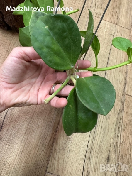 Hoya Pachyclada  red corona , снимка 1
