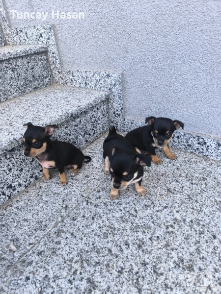 чихуахуа пинчер, снимка 1