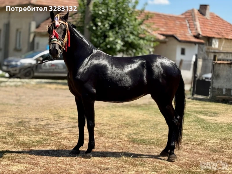 Продавам две породисти кобили, снимка 1