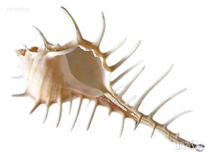 Раковина Murex scolopax, Естествена, Натурален цвят, 12 см, снимка 1