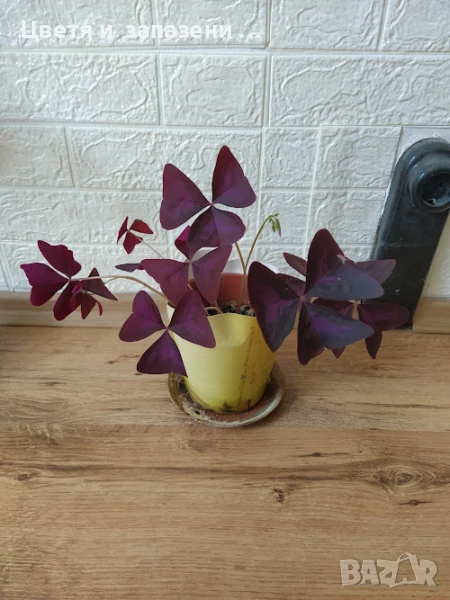 кралска детелинка, снимка 1