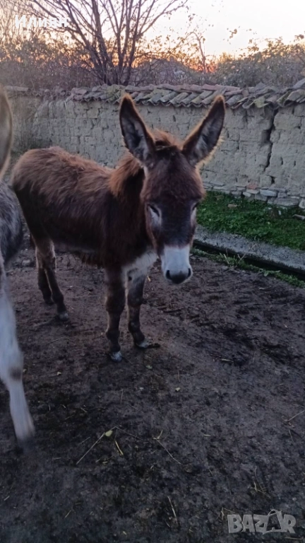 Мъжко магаренце, снимка 1