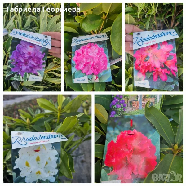 Рододендрон , снимка 1