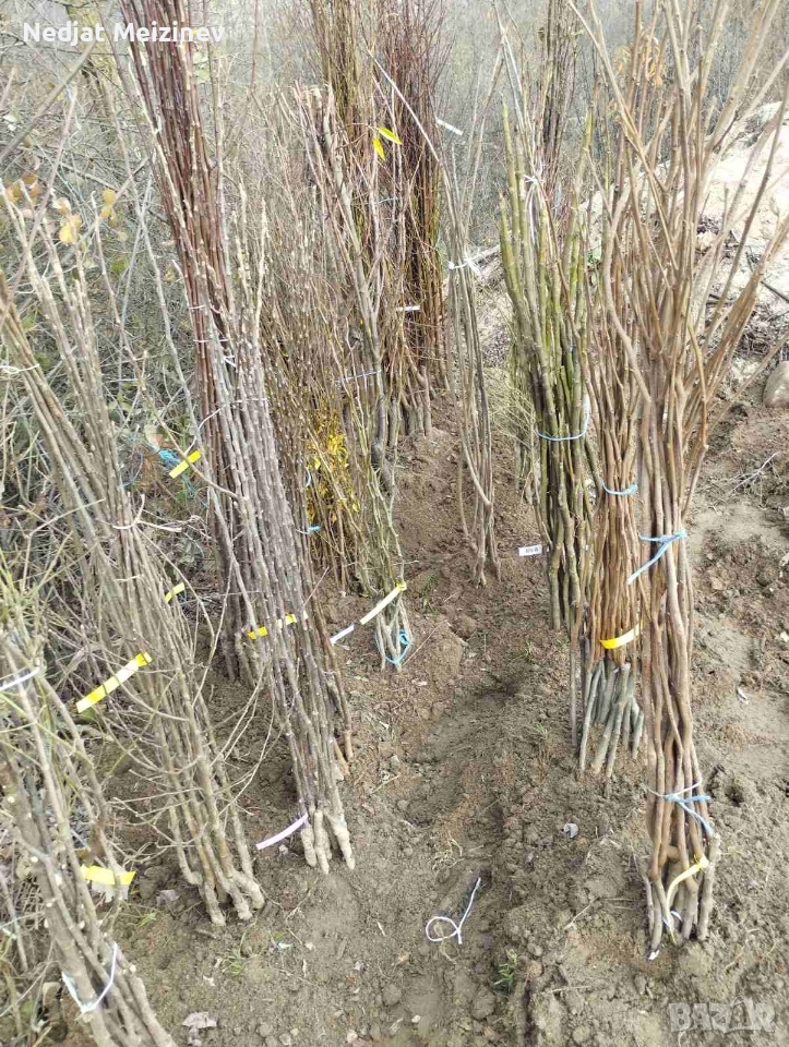 Овощни плодни дръвчета, снимка 1