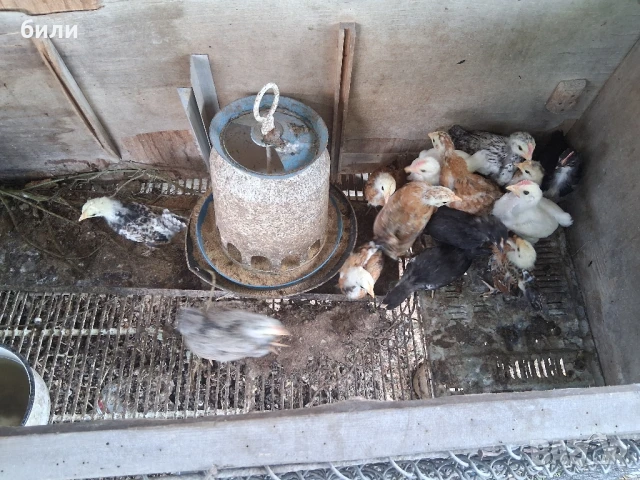 продавам неми патици и кокошки,петли и пилета джинки, снимка 4 - Патици и гъски - 48859429