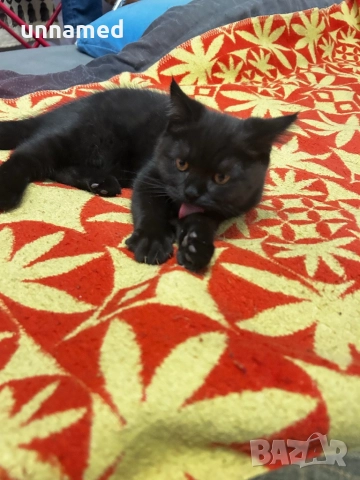 Мъжко британско котенце, снимка 5 - Други животни - 52832799