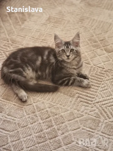 котенца Мейн Куун, снимка 18 - Мейн кун - 55670869