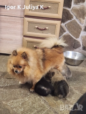 Померанчета, пухави топки, снимка 8 - Померан - 52677456