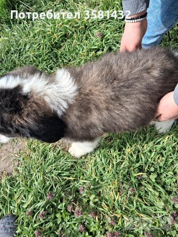 Санбернар, снимка 3 - Санбернари - 54037249