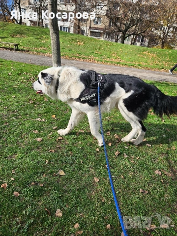 Младо куче търси своя дом!, снимка 10 - Други - 52008103