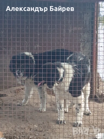 Каракачански кучета 