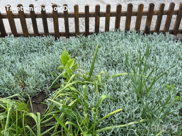 Докаративна ограда 100/30, снимка 2 - Огради и мрежи - 54218081