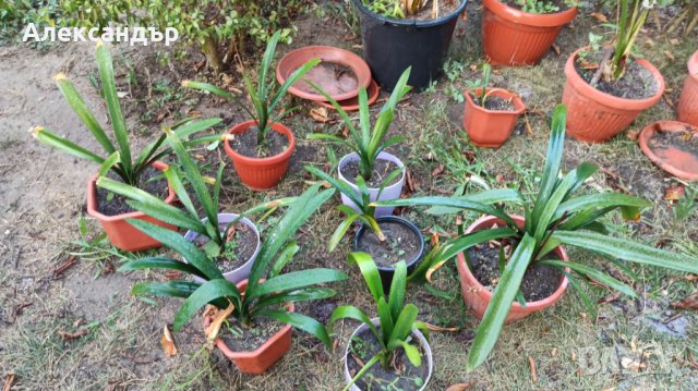 Кливия , снимка 15 - Стайни растения - 21515548