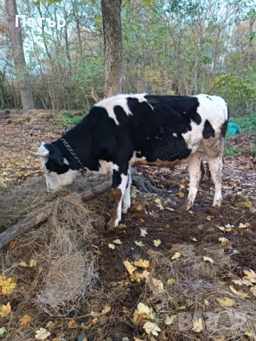 Продавам крави и телета, снимка 5 - Други животни - 51890171