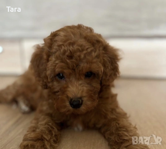 Пудел той , снимка 6 - Пудели - 53927824