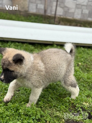 Америкаска акита женски, снимка 3 - Акита - 53165395