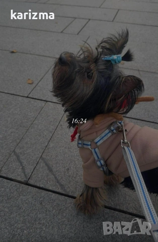 йорки 🐶🐶🐶