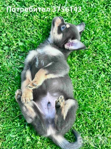 Уникално Мъжко Чихуахуа Син Тен, снимка 2 - Чихуахуа - 53998440