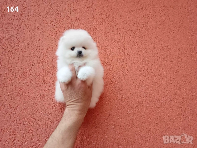 Бяло момченце. Померан. Снимки от днес!, снимка 4 - Померан - 54270465