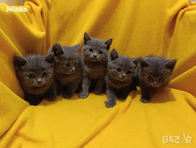 Котета от порода Руска синя котка !