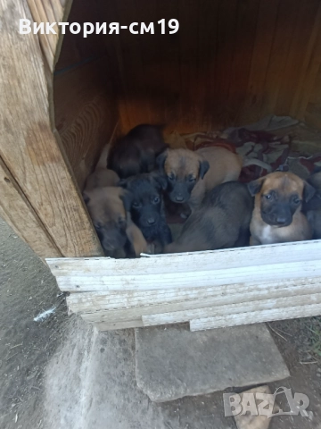 Подарявам кученца