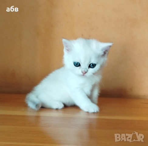 британски сребърни , снимка 6 - Чинчили - 54272146