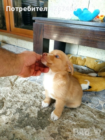 Продавам мъжко кученце