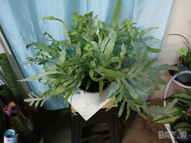 Филодендрон ръчичка