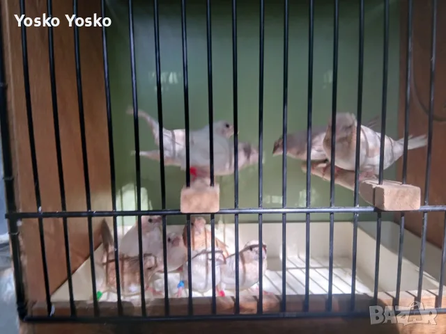 Svobodni qponski amadini, снимка 6 - Амадини - 56206031