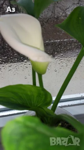 Продавам цветя Кала, снимка 5 - Стайни растения - 48203680