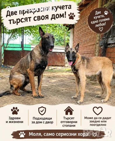 Предават Белгийски овчарки на година и половина. 