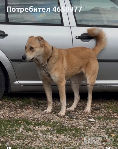 Свободна женска на 11 месеца, снимка 2 - Алабай - 52412908