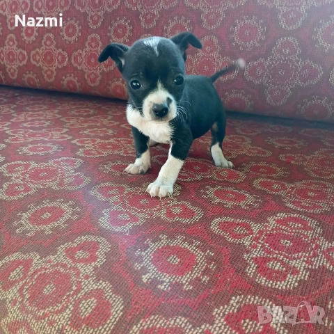 продавам пинчери , снимка 4 - Пинчер - 52777574