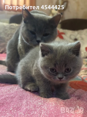 Британски късокосмести / Шотландски клепоухи котенца, снимка 1