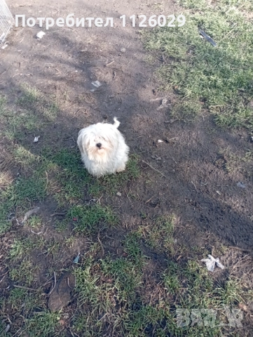 Малтийски болонки - женски, снимка 5 - Болонка - 52219683