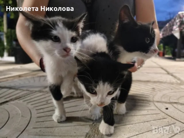 Подаряваме котета 