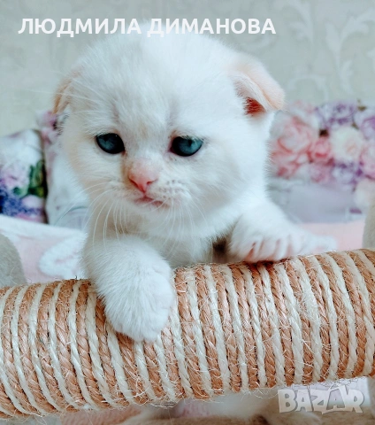 шотландски мъжки със сини очи. , снимка 7 - Британска късокосместа - 54248473