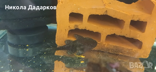 Два чифта звездни сомове L183 , снимка 3 - Рибки - 54357459