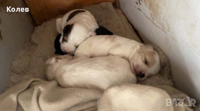 Кокер шпанъол