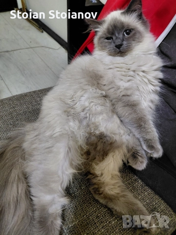 Продавам Регдол котенца ( Regdoll ), снимка 2 - Други - 52867440