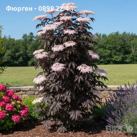 Бъз „Черна кула“ – Sambucus nigra ‘Black Tower’, снимка 2 - Разсади - 55862118