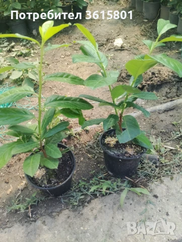 Лавровишна 4лв за бр., снимка 2 - Разсади - 50965951