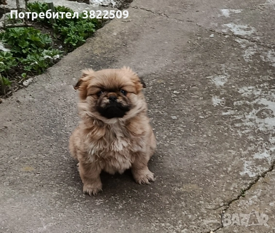 продавам пекинез 
