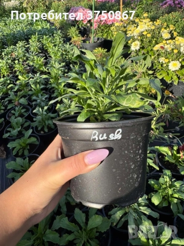 💚🩷💚 Шибой - Sugar Rush Mix, снимка 4 - Градински цветя и растения - 52084869