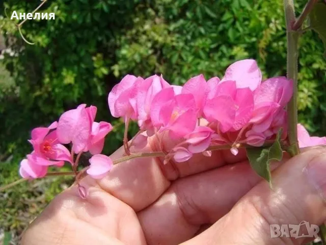 Коралова лоза eкзотика над 1 метър , снимка 2 - Стайни растения - 56046706