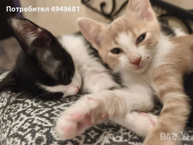 Подарявам три женски котенца