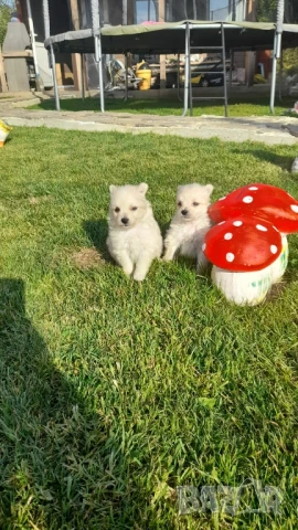 Померан , снимка 1