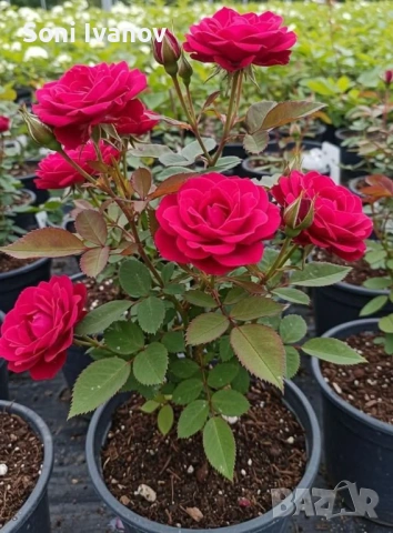 Контейнерни рози, щамбова рози, снимка 2 - Градински цветя и растения - 54100721
