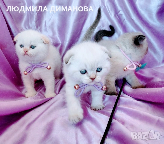 шотландски мъжки със сини очи. , снимка 4 - Британска късокосместа - 54248473