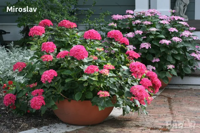 Хортензия Принцеса Даяна, снимка 5 - Градински цветя и растения - 50205799